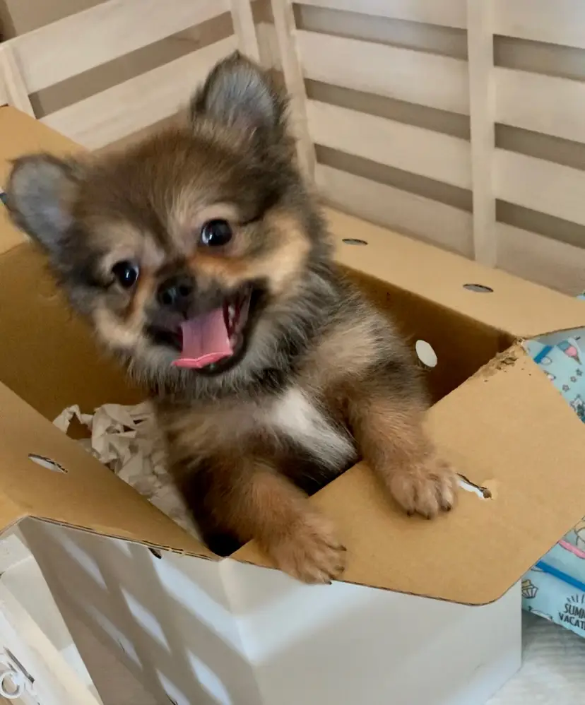 はじめまして ポメラニアンとチワワの ミックス犬 ポメチ Tanuちゃん が投稿したフォトブック Lemon8