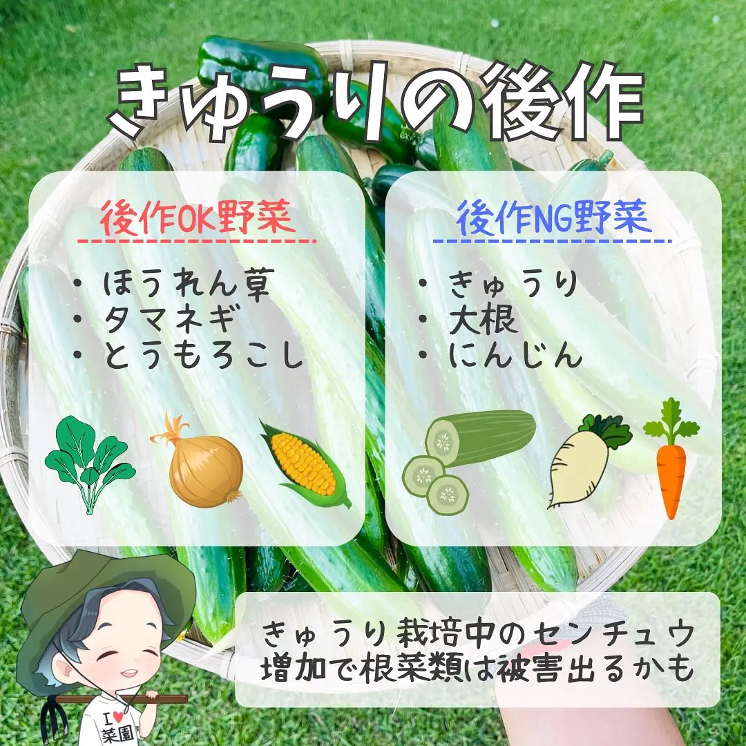 夏野菜の後作何植える ばう 小さな家庭菜園役立つ情報が投稿したフォトブック Lemon8