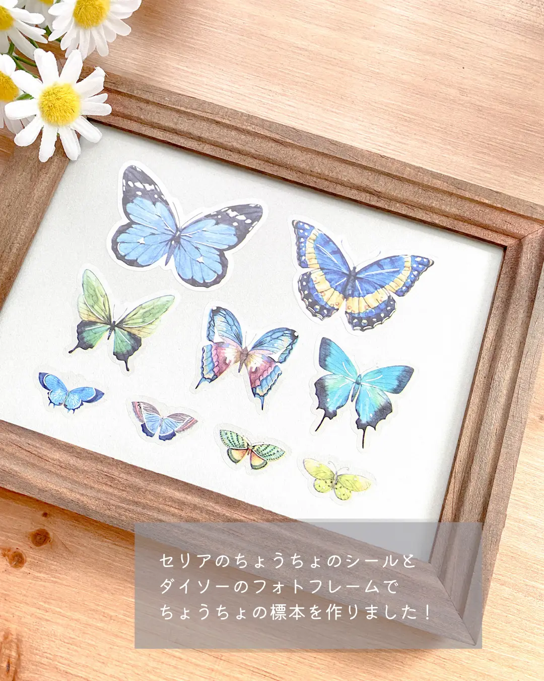 100均の材料で完成 まるでほんもの リアルなちょうちょの標本 えむしーる シールと手帳のひとが投稿したフォトブック Lemon8