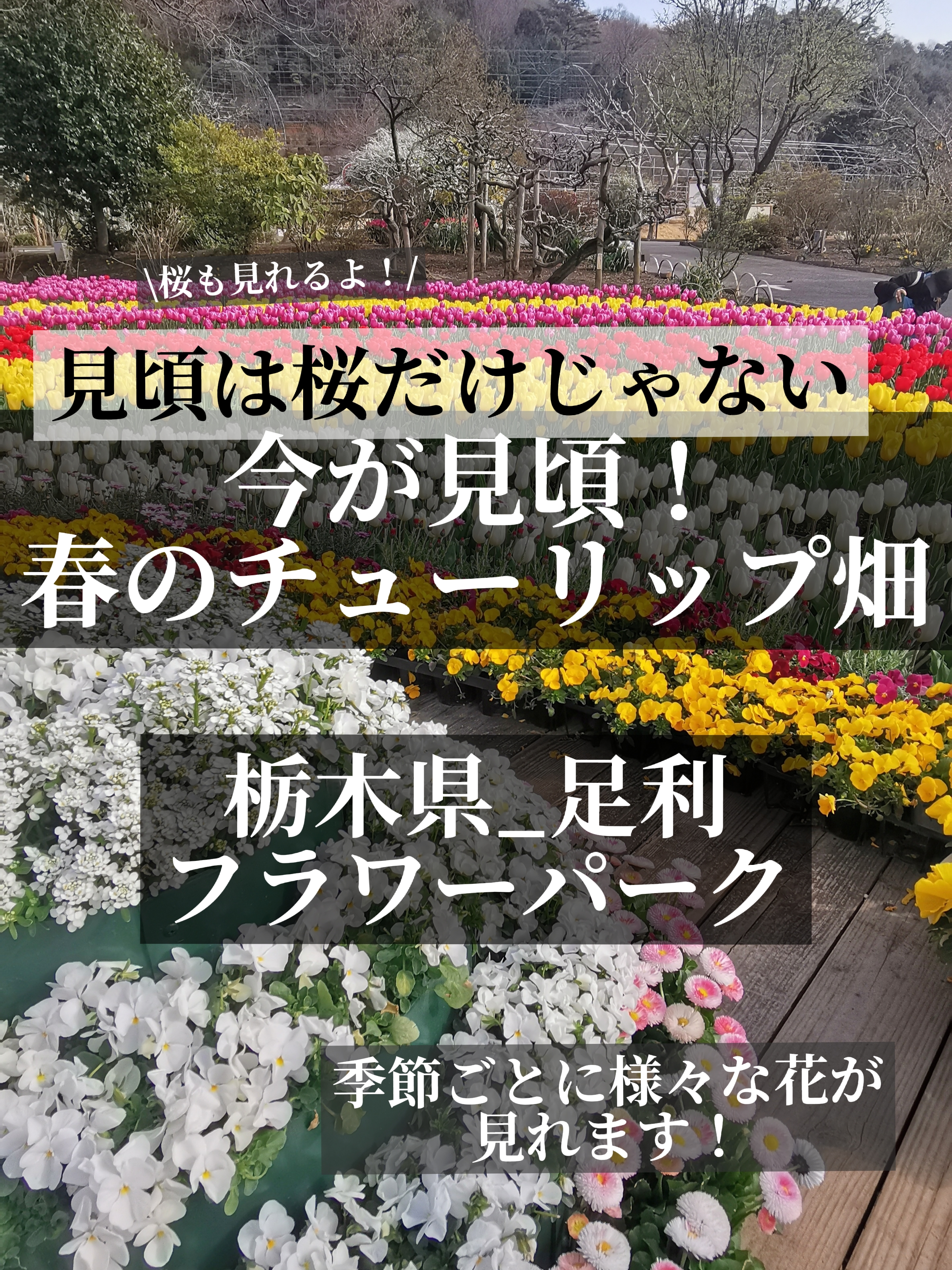 桜だけじゃない 今が見頃なチューリップ畑 男一人で自由気ままに旅する が投稿したフォトブック Lemon8