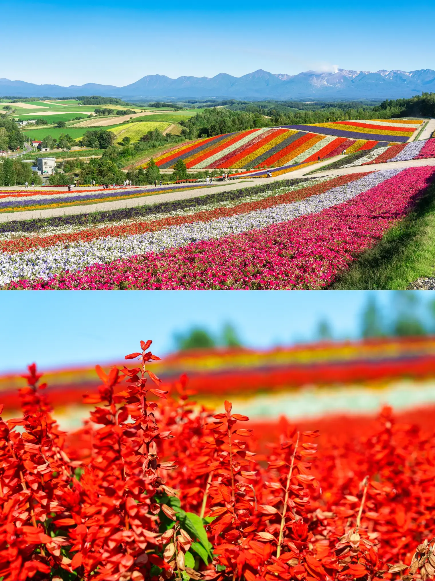 日本一の花畑！四季彩の丘の画像 (2枚目)