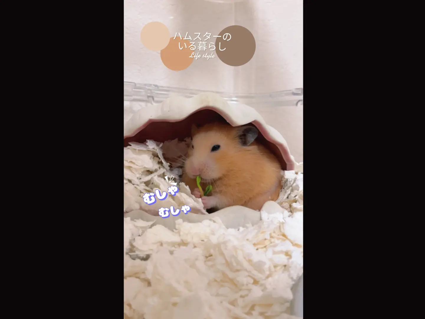 キンクマに関する最新の人気投稿 Lemon8