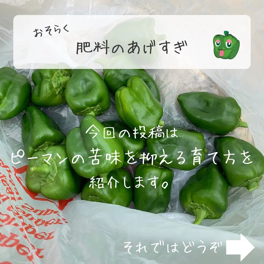 ピーマンの苦味をやわらげる育て方 ばう 小さな家庭菜園役立つ情報が投稿したフォトブック Lemon8