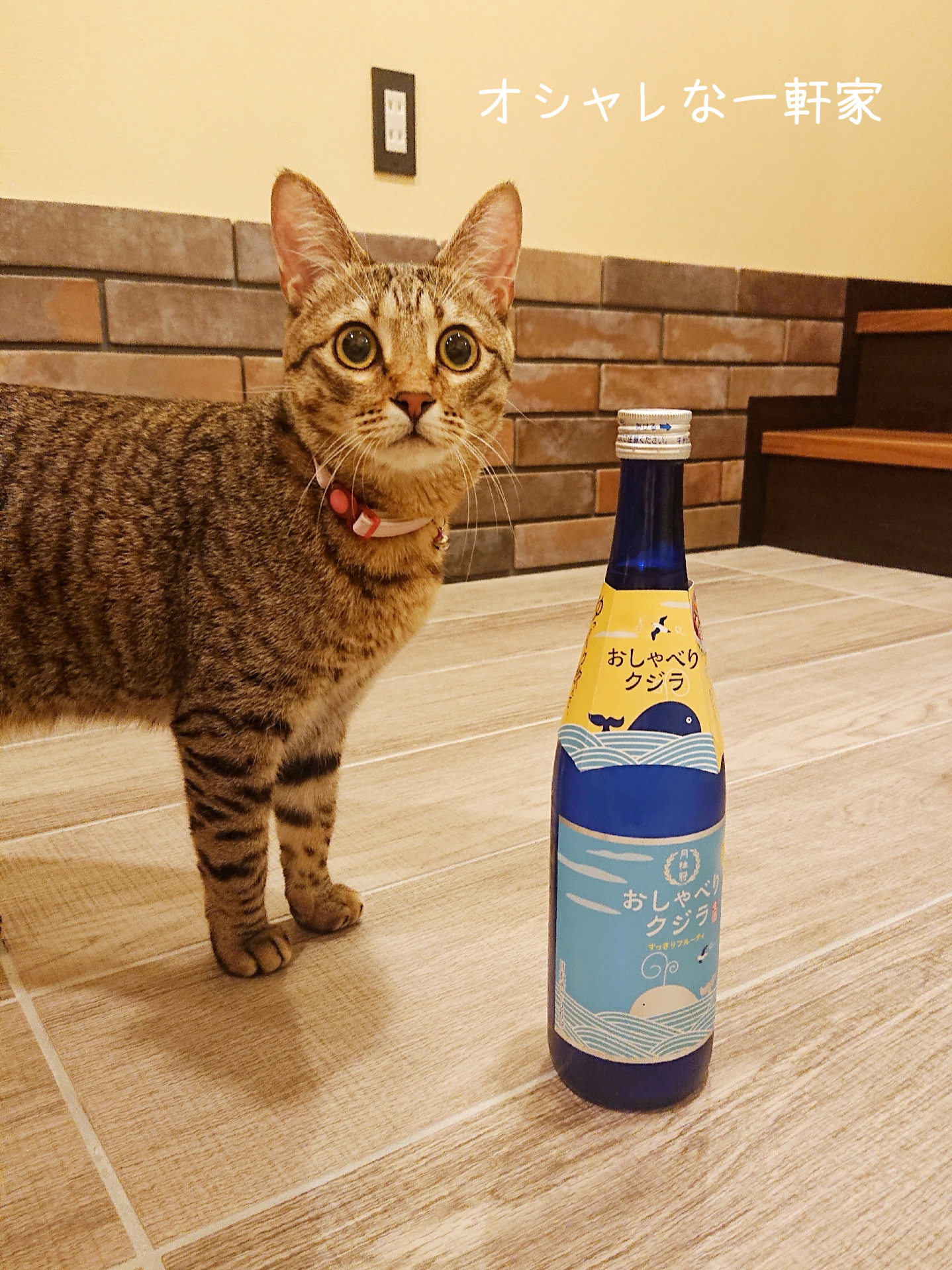 猫と泊まれるホテルに関する最新の人気投稿 Lemon8