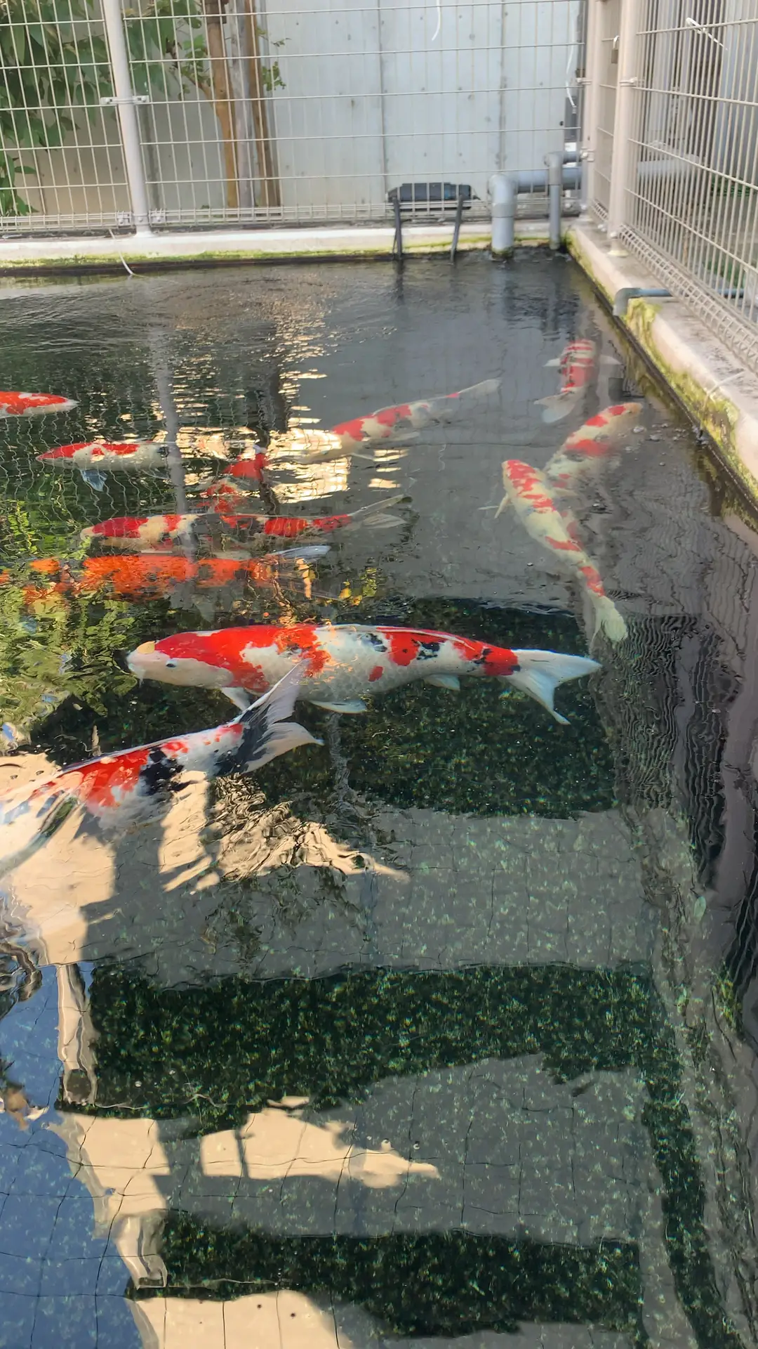 生簀　鯉、川魚、鮮魚、海水魚　などにイケス 生簀鯉、川魚、鮮魚、海水魚などにイケス