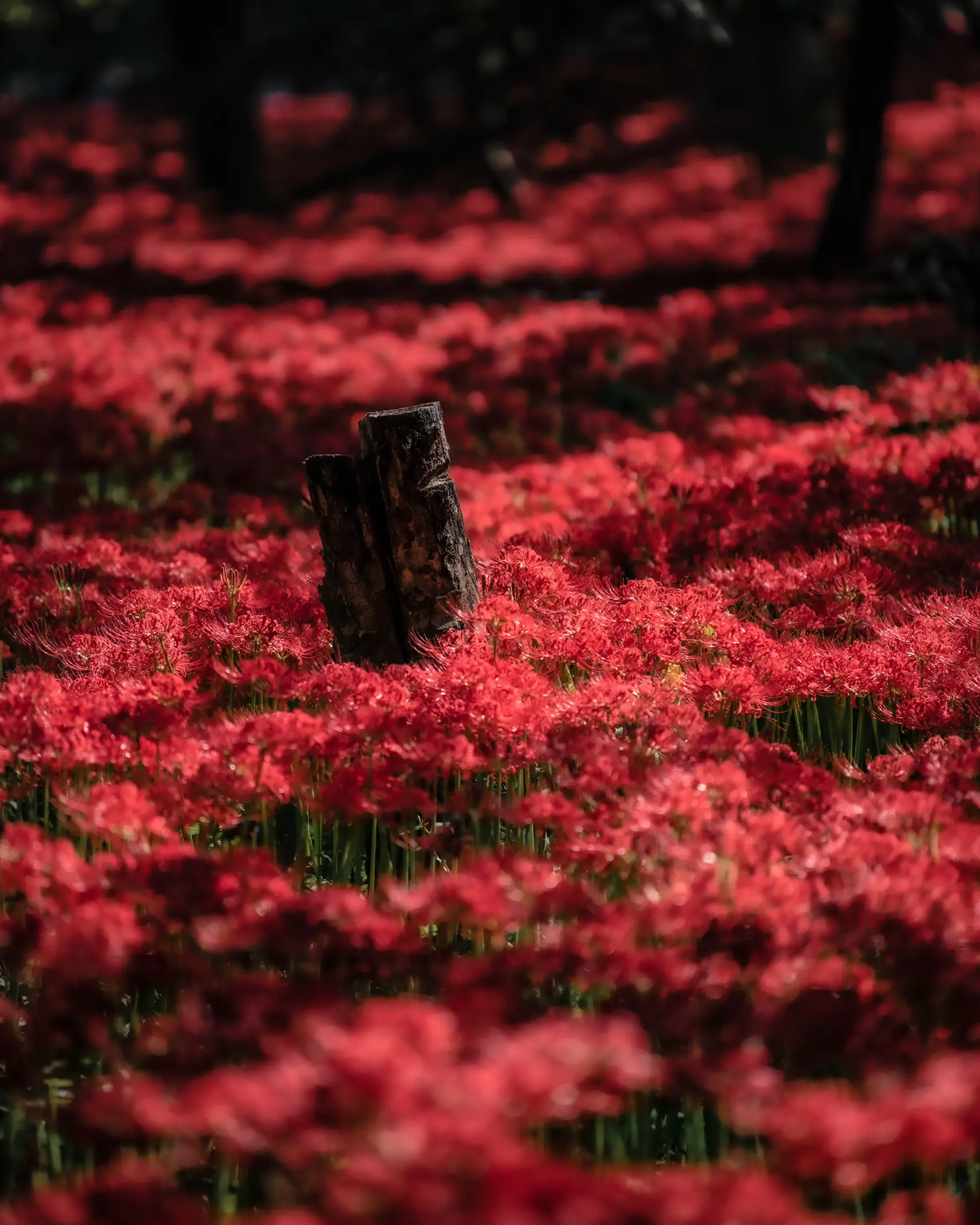 【埼玉県】およそ500万本の彼岸花！関東最大級のスポットに赤い絨毯を見に行こう！の画像 (2枚目)