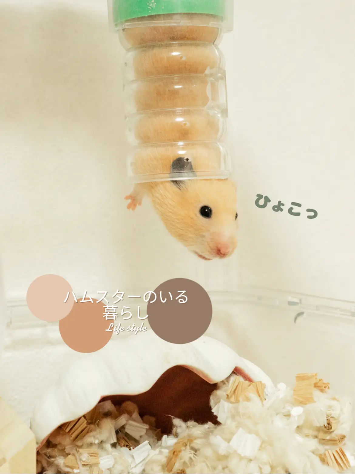 キンクマに関する最新の人気投稿 Lemon8