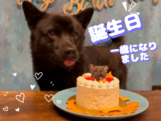 甲斐犬 初めての誕生日 甲斐犬の信玄が投稿したフォトブック Lemon8