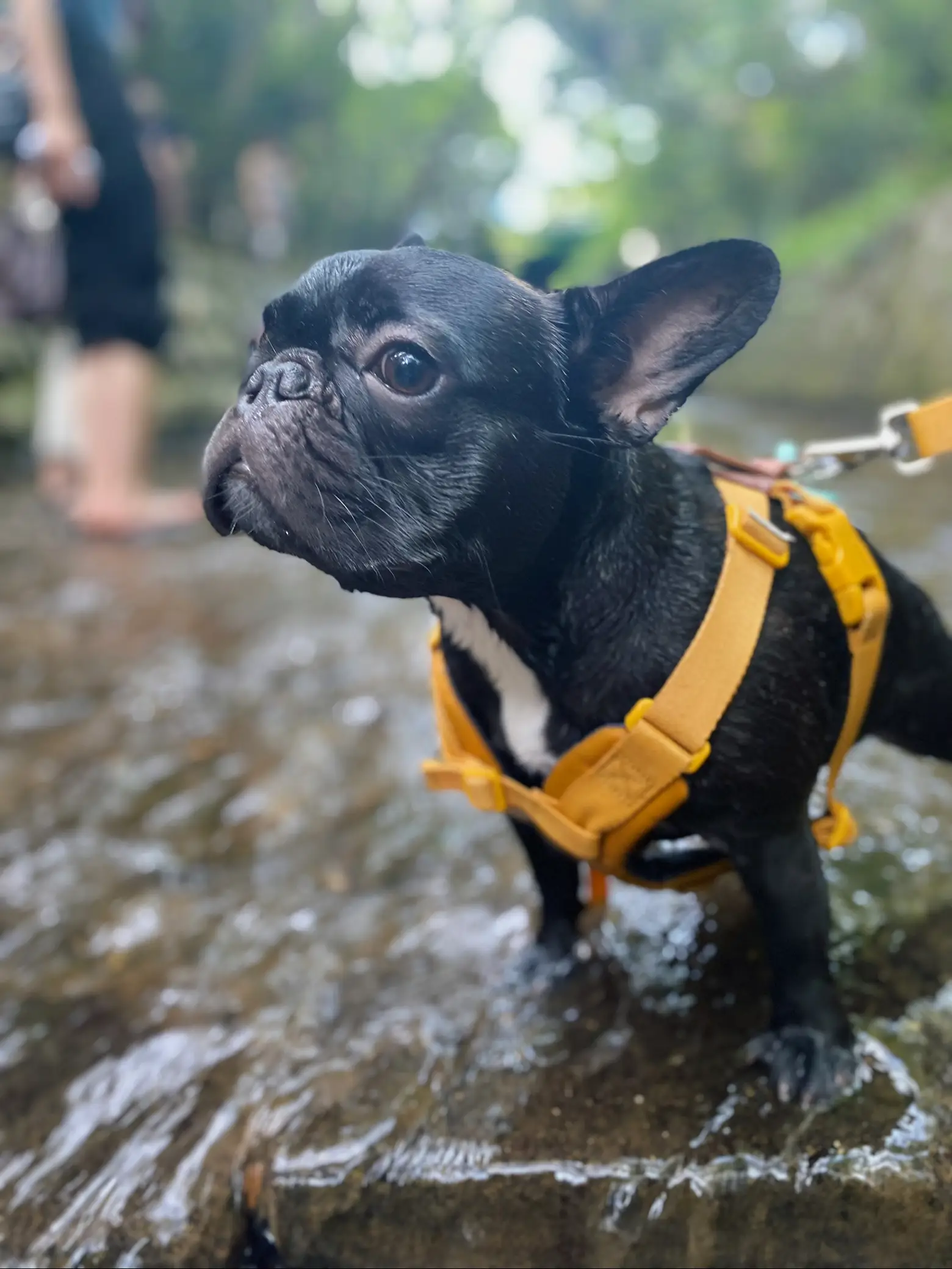 夏といえばカキ氷 等々力渓谷 犬のオススメ避暑地情報を是非コメント欄にて交換しましょう Eight ハチが投稿したフォトブック Lemon8