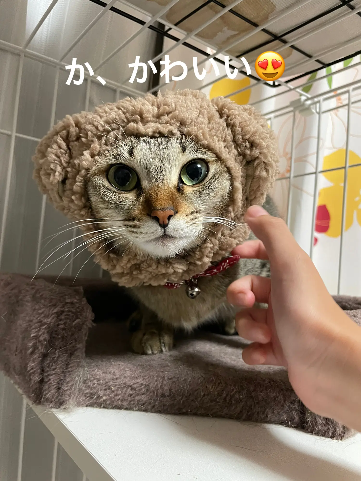 本当は被り物嫌いにゃの Mikan 美容と猫が好き が投稿したフォトブック Lemon8