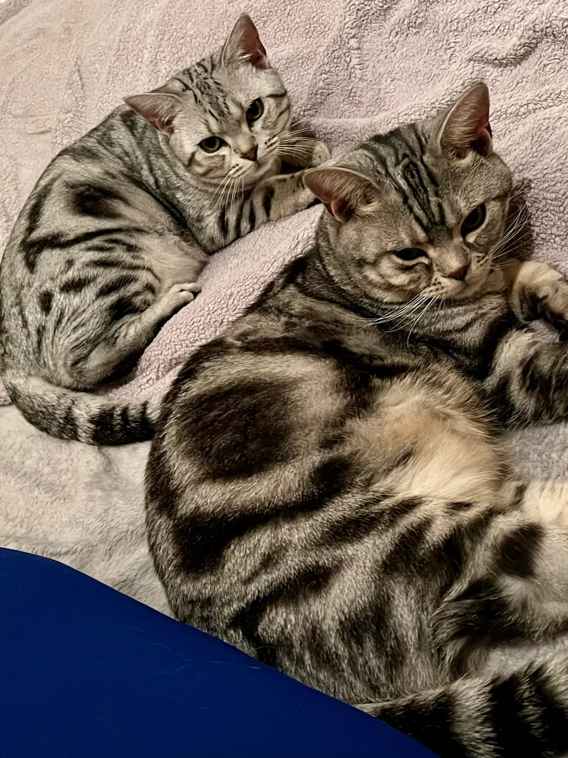 じゃれねこチャンヘアクリップ　春×サバトラ じゃれねこチャンヘアクリップ 春×サバトラ キジトラ猫