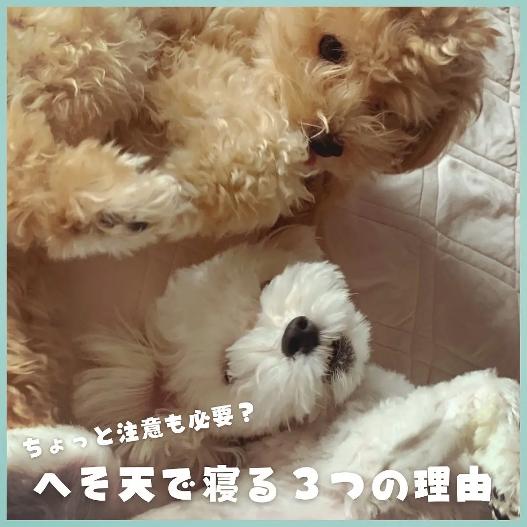 愛犬がへそ天で寝る３つの理由 マルプーラテミルが投稿したフォトブック Lemon8