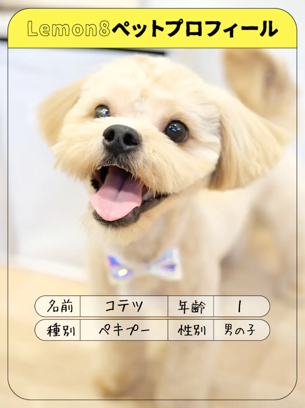ペキプー Chacha Kotechanが投稿した記事 Lemon8 ペキプー Chacha Kotechanが投稿した記事 Lemon8