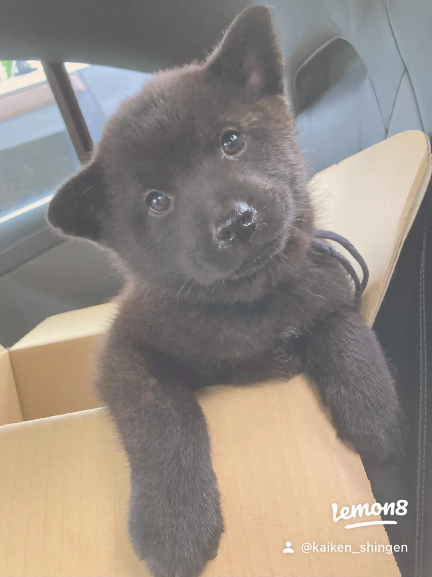 甲斐犬 こんなに小さな子犬だったのに 甲斐犬の信玄が投稿したフォトブック Lemon8