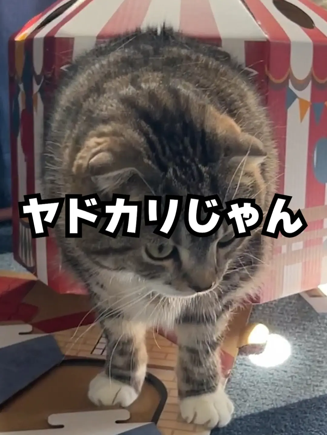 キャットハウス 猫ベッド タコのおうち 猫用ハウス ねこの暮らし-