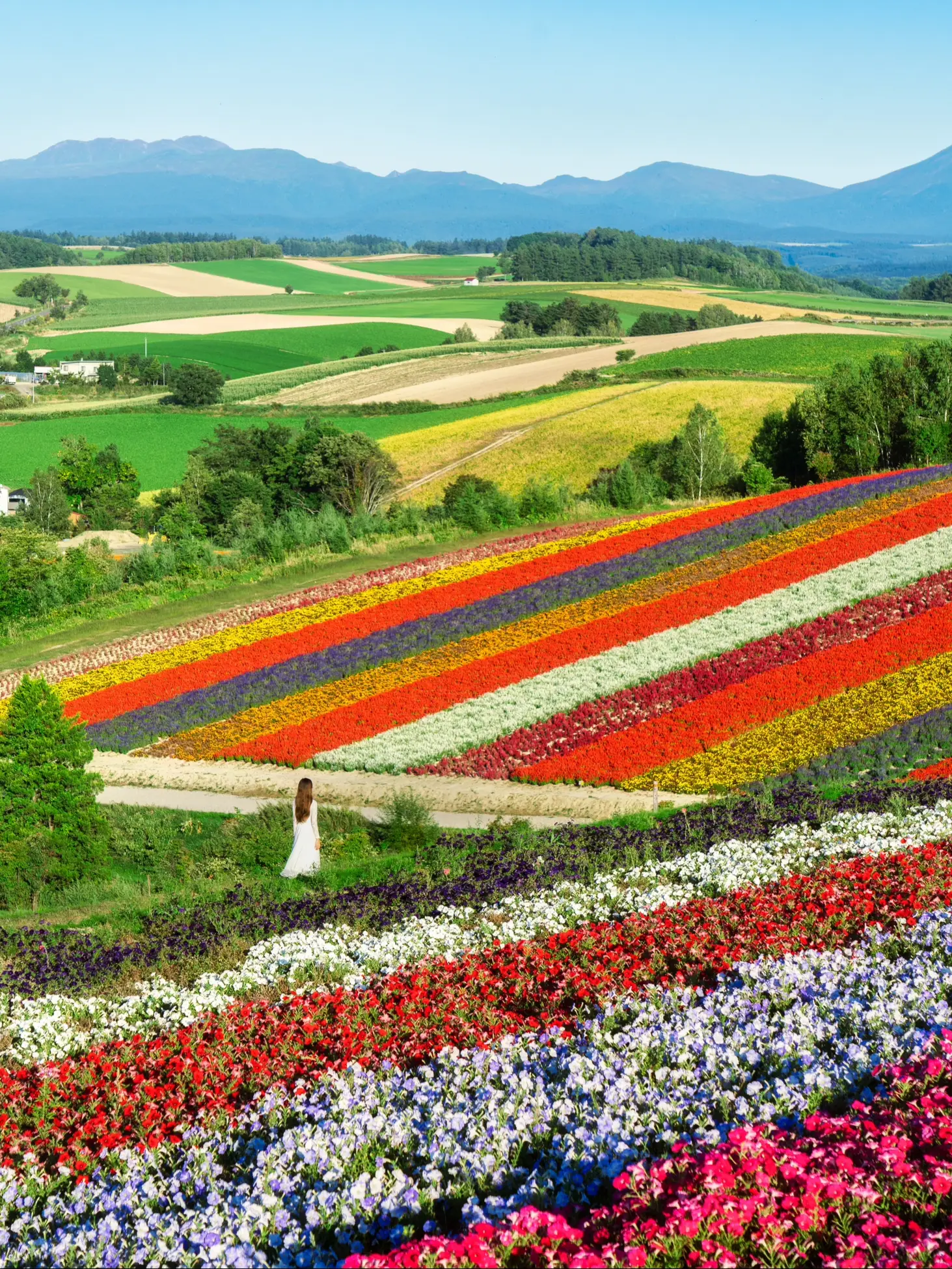 日本一の花畑！四季彩の丘の画像 (1枚目)