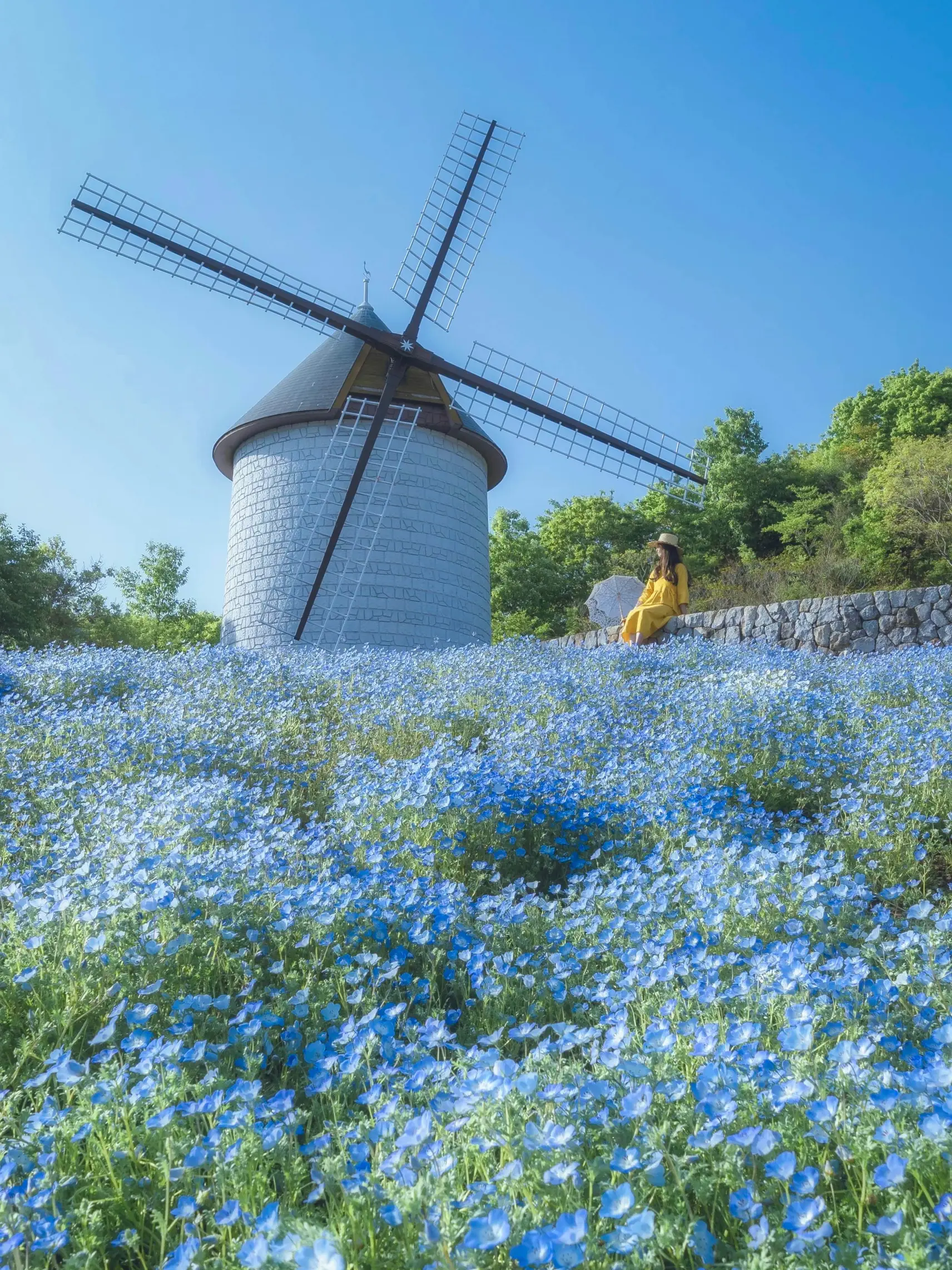 【徳島】憧れの景色　ネモフィラと風車の画像 (1枚目)