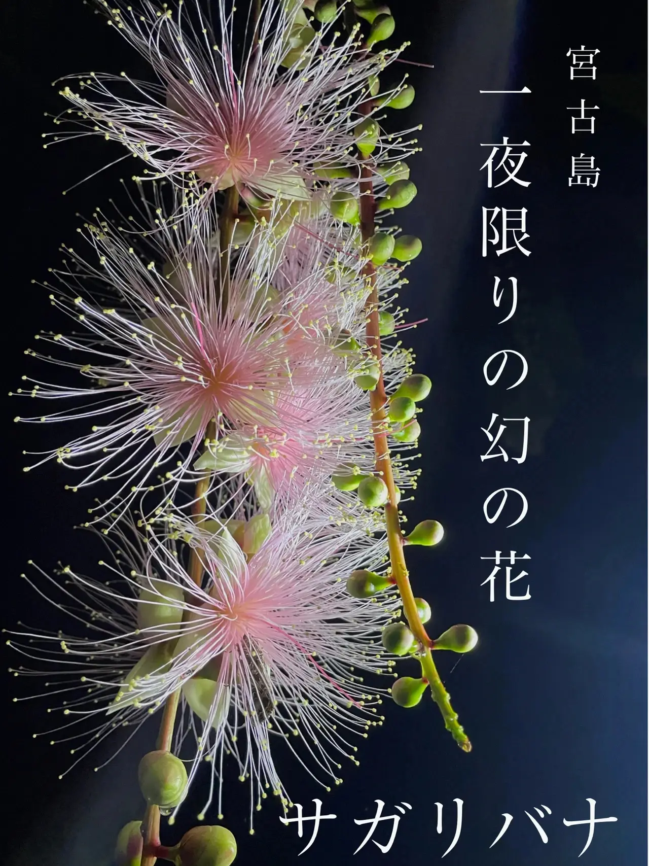 宮古島 一夜限りの幻の花 儚く幻想的なサガリバナ 美容ナースの休日旅が投稿したフォトブック Lemon8