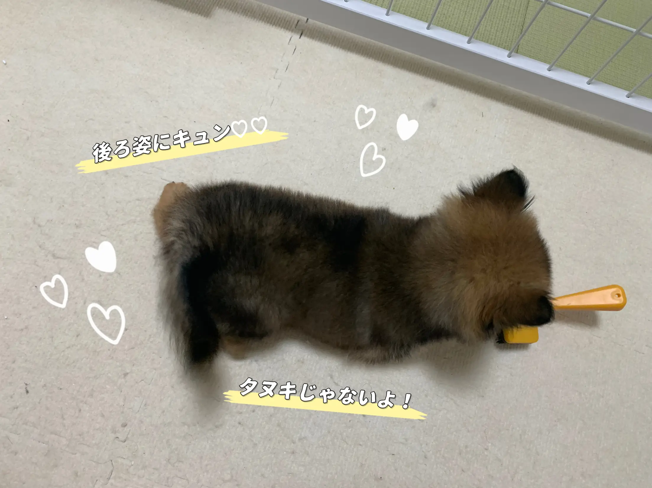 後ろ姿にキュン Tanuちゃん が投稿したフォトブック Lemon8