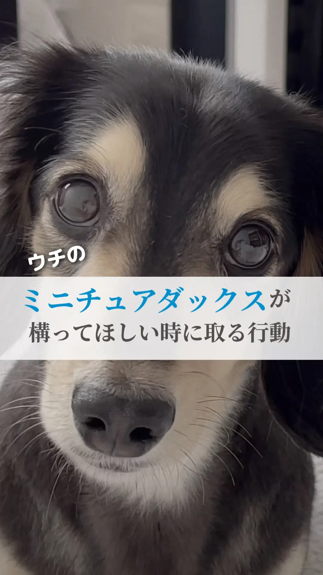 Lemon8 Story 犬が嫌いな人にする行動