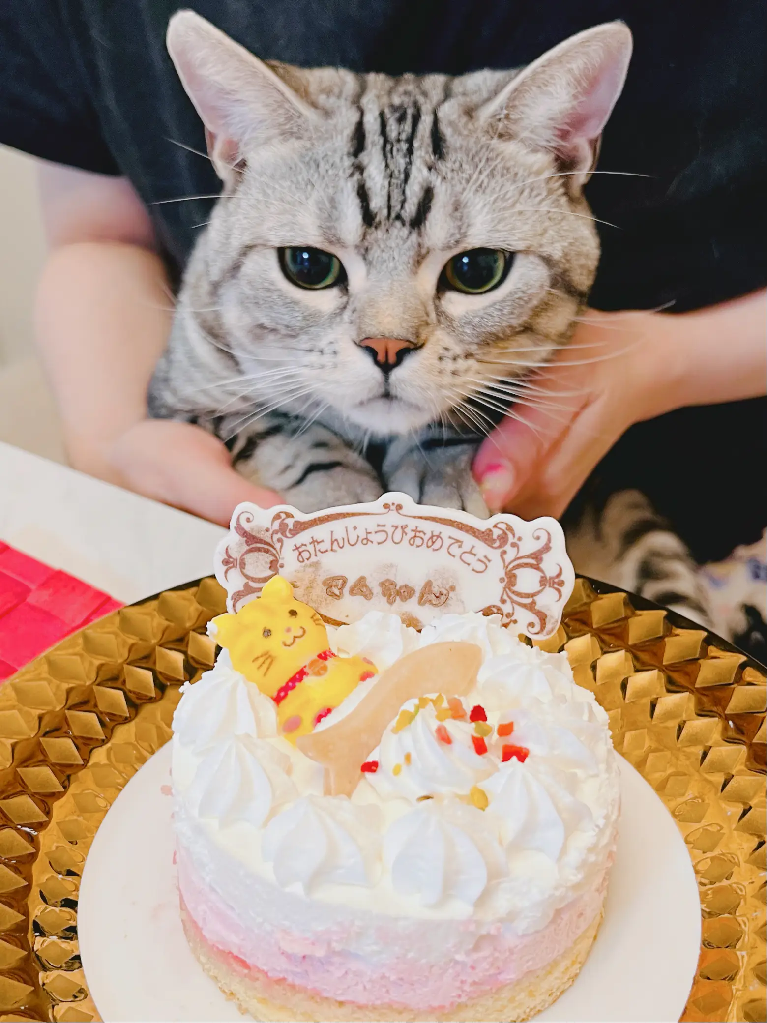 猫お誕生日に関する最新の人気投稿 Lemon8