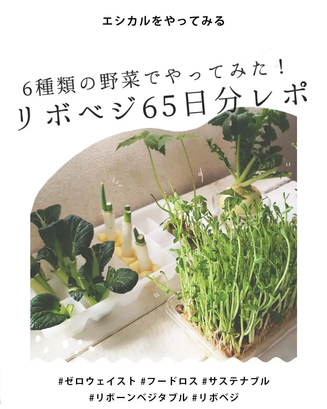 6種類の野菜でやってみた リボベジ65日分レポ Ethical Houseが投稿したフォトブック Lemon8