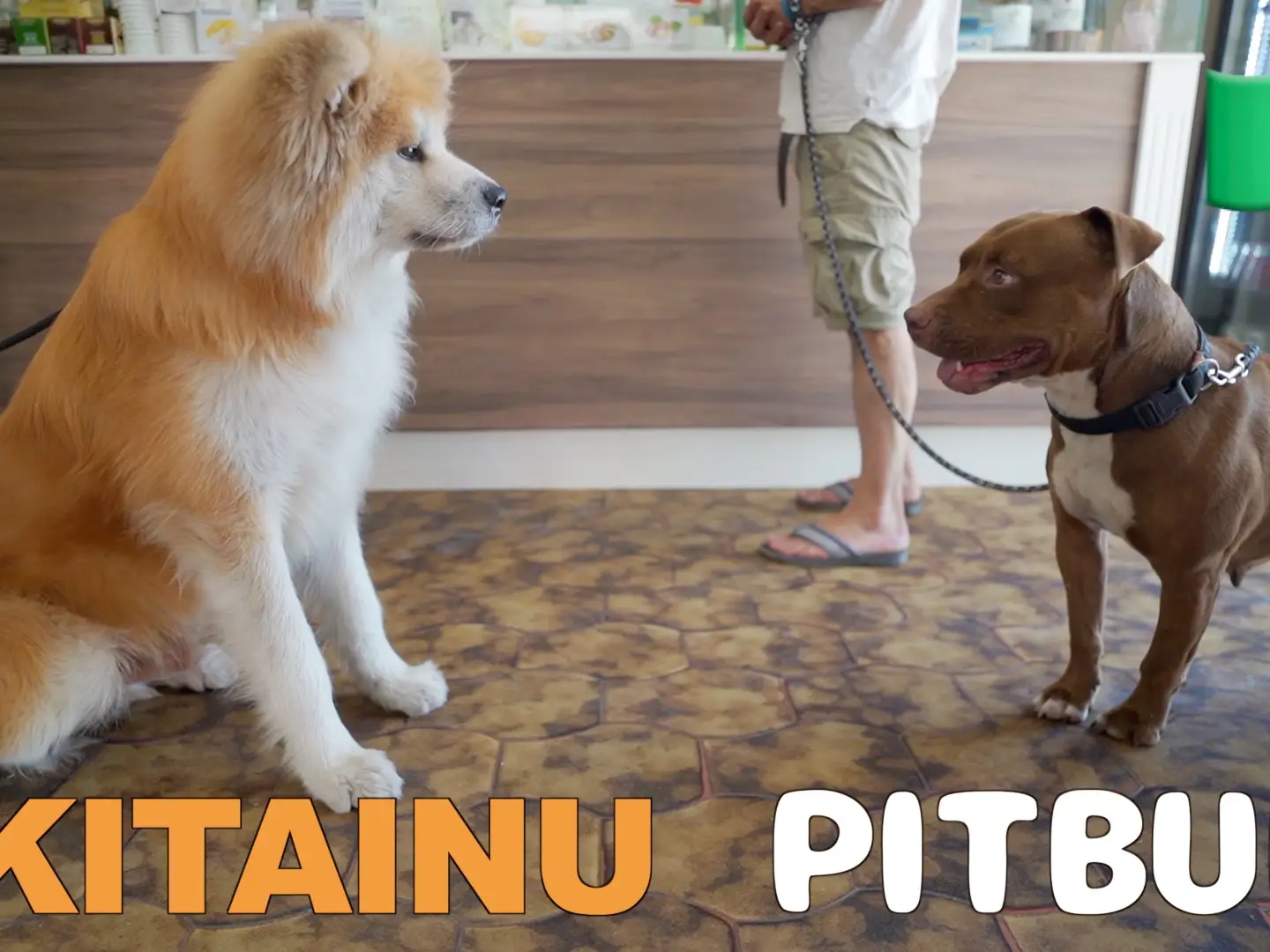 イタリア 秋田犬 Lemon8