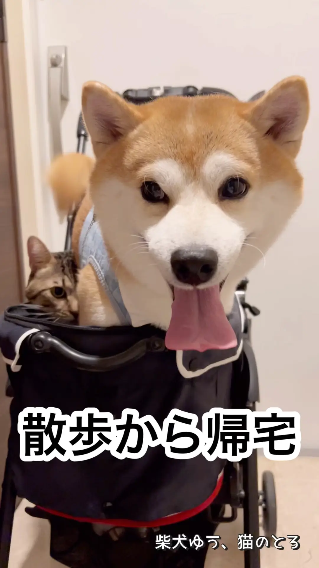 散歩帰りの犬と猫、それぞれ考えてることは？