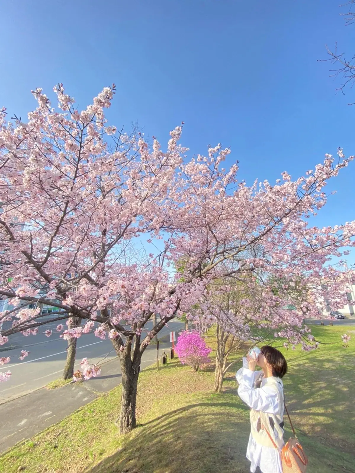 自己流写真の撮り方『桜』と『人』の画像 (2枚目)
