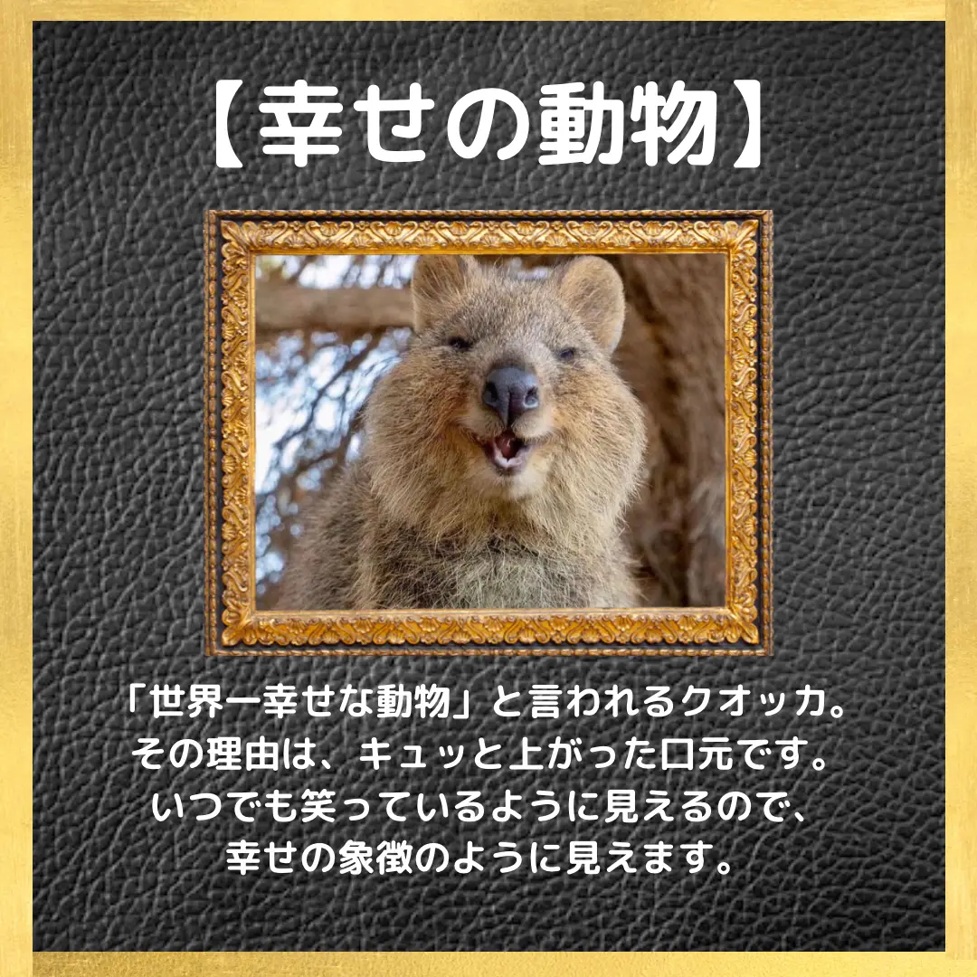 世界一幸せの動物生態7選 雑学はかせ 暇つぶし部屋が投稿したフォトブック Lemon8