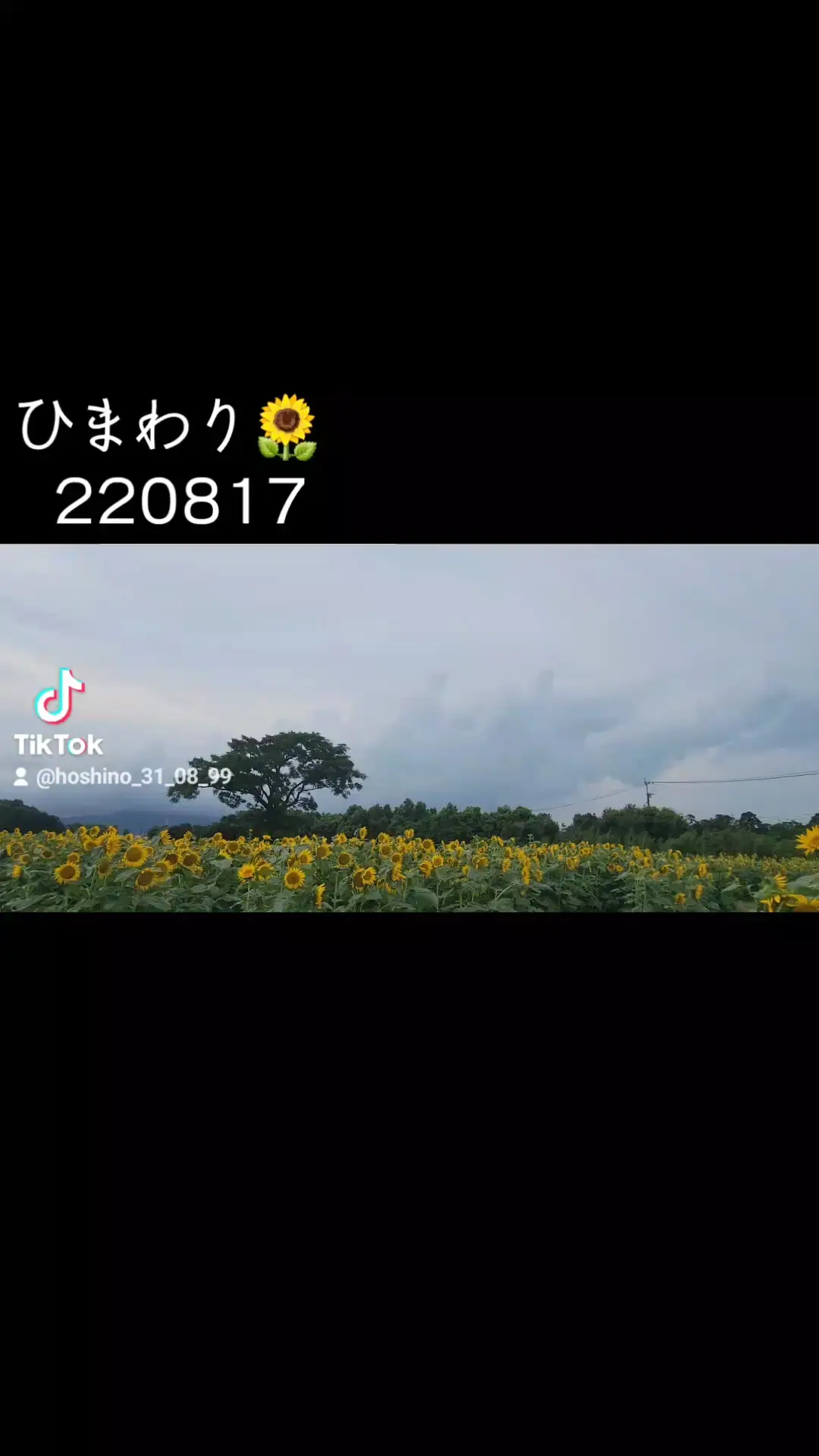 Lemon8 Story ひまわり 造花 ダイソー 時期