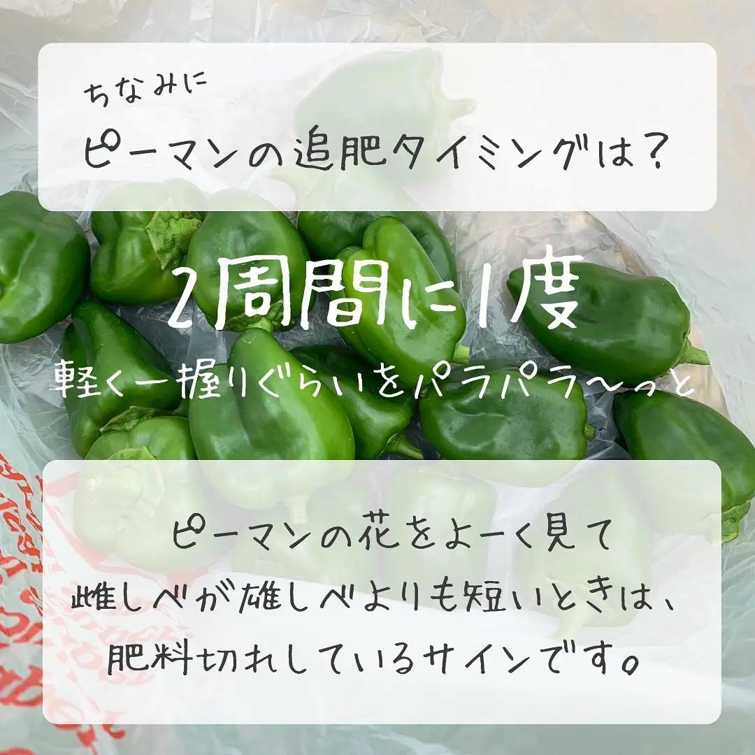 ピーマンの苦味をやわらげる育て方 ばう 小さな家庭菜園役立つ情報が投稿したフォトブック Lemon8 ピーマンの苦味をやわらげる育て方 ばう 小さな家庭菜園役立つ情報が投稿したフォトブック Lemon8