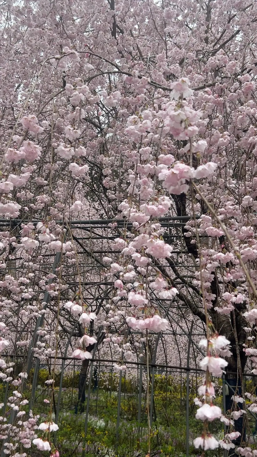 しだれ桜が満開🌸