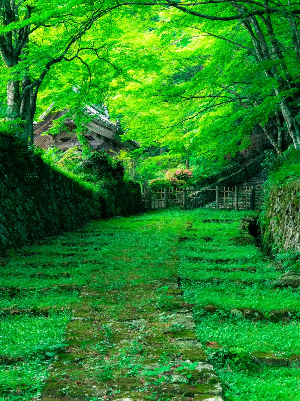 【死ぬまでに絶対行きたい日本の絶景】百済寺@滋賀の画像 (1枚目)