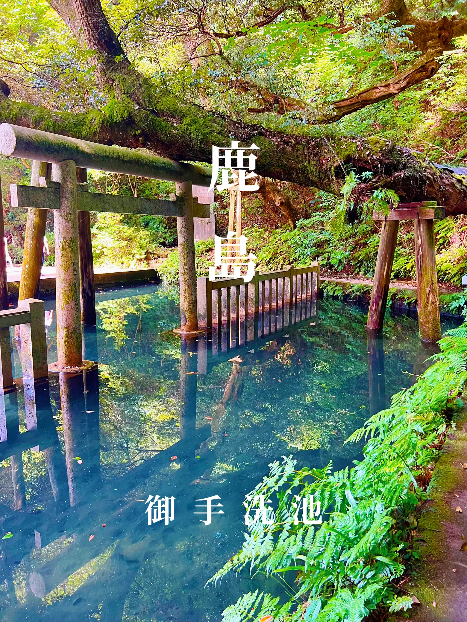 〜茨城県〜神秘的な池！鹿島神宮　御手洗い池の画像 (1枚目)