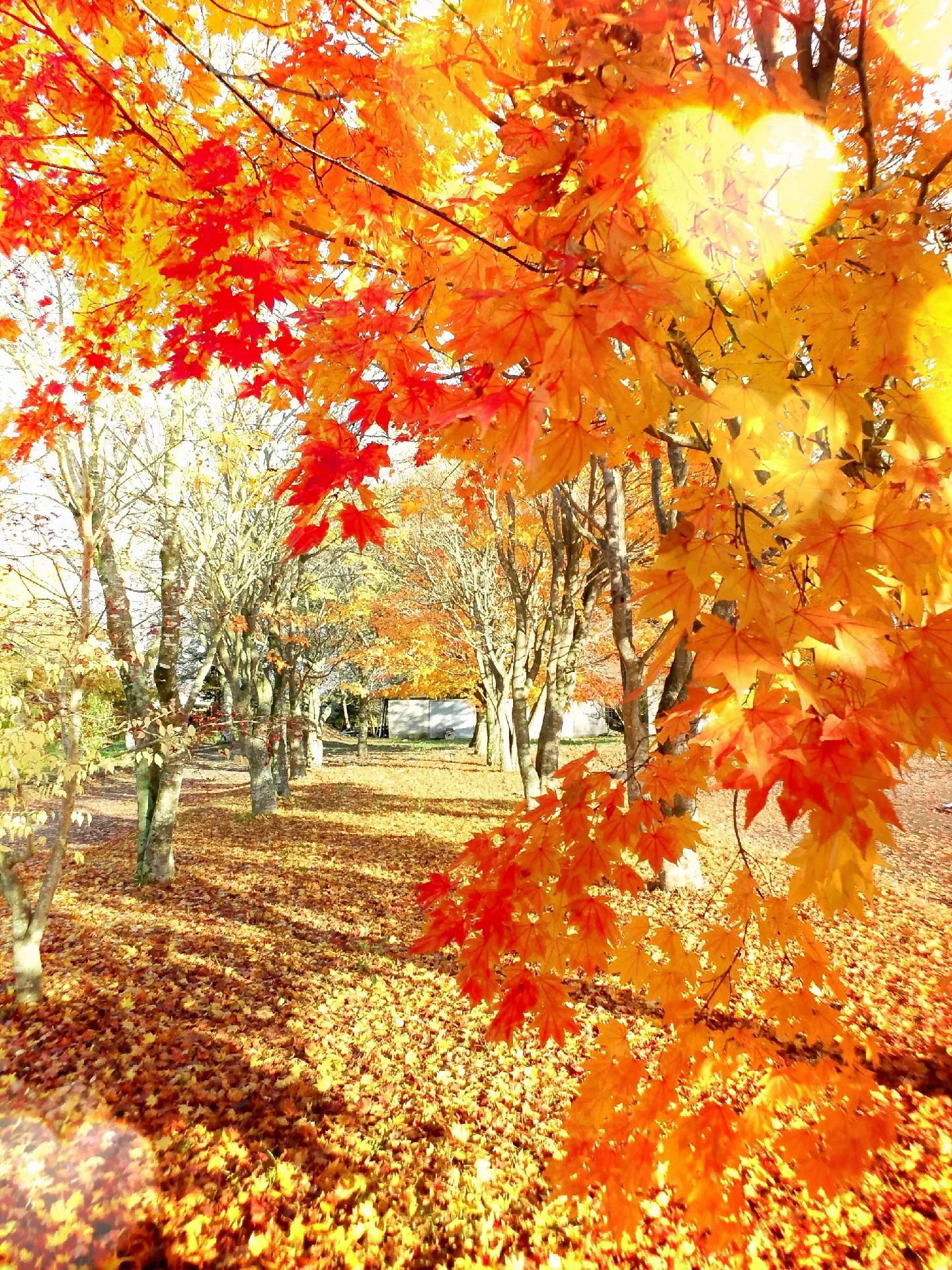 秋の風景 壁紙にどうぞ Mi2ti が投稿したフォトブック Lemon8