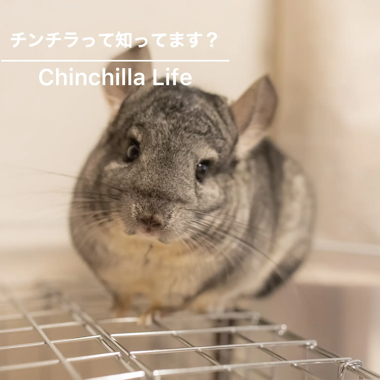 チンチラって知ってますか 優 チンチラと時々ねことガチャが投稿したフォトブック Lemon8