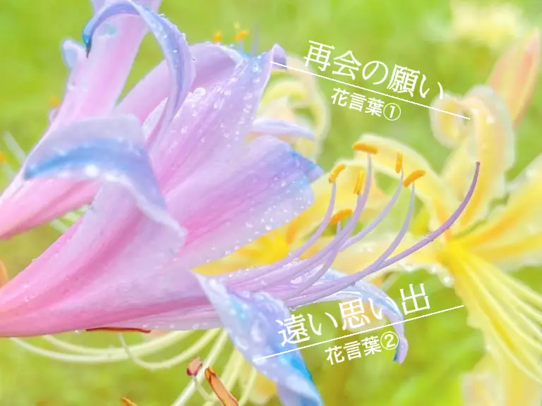 Twitterで14万超えいいねを頂いた リコリス スプレン 蒼灯 ゆめかわ花図鑑 が投稿したフォトブック Lemon8