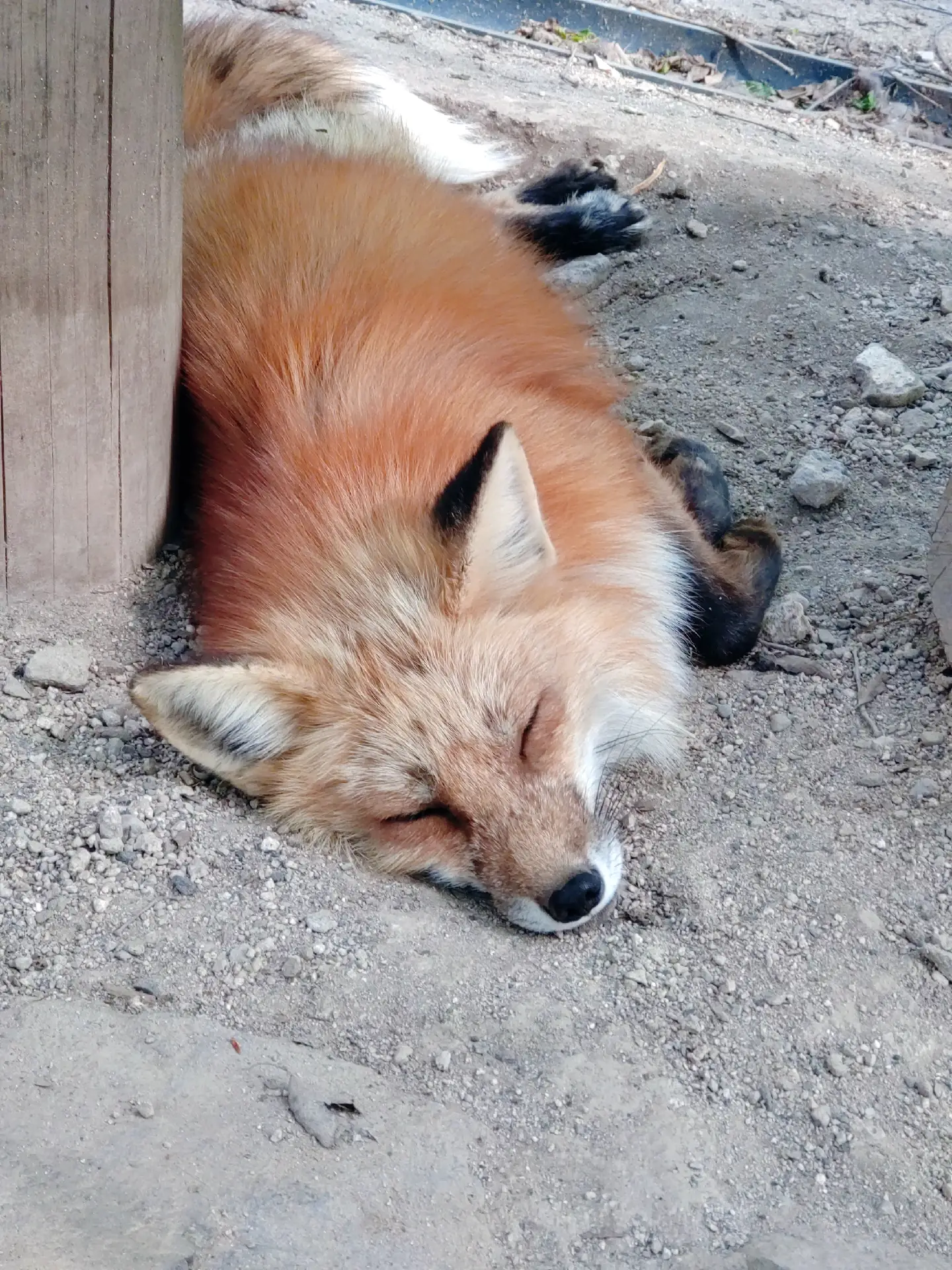 蔵王キツネ村に関する最新の人気投稿 Lemon8