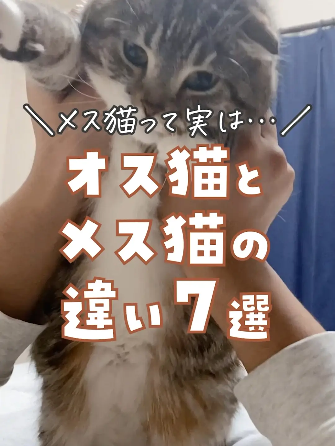 メス猫とオス猫の違い知ってる？🐱