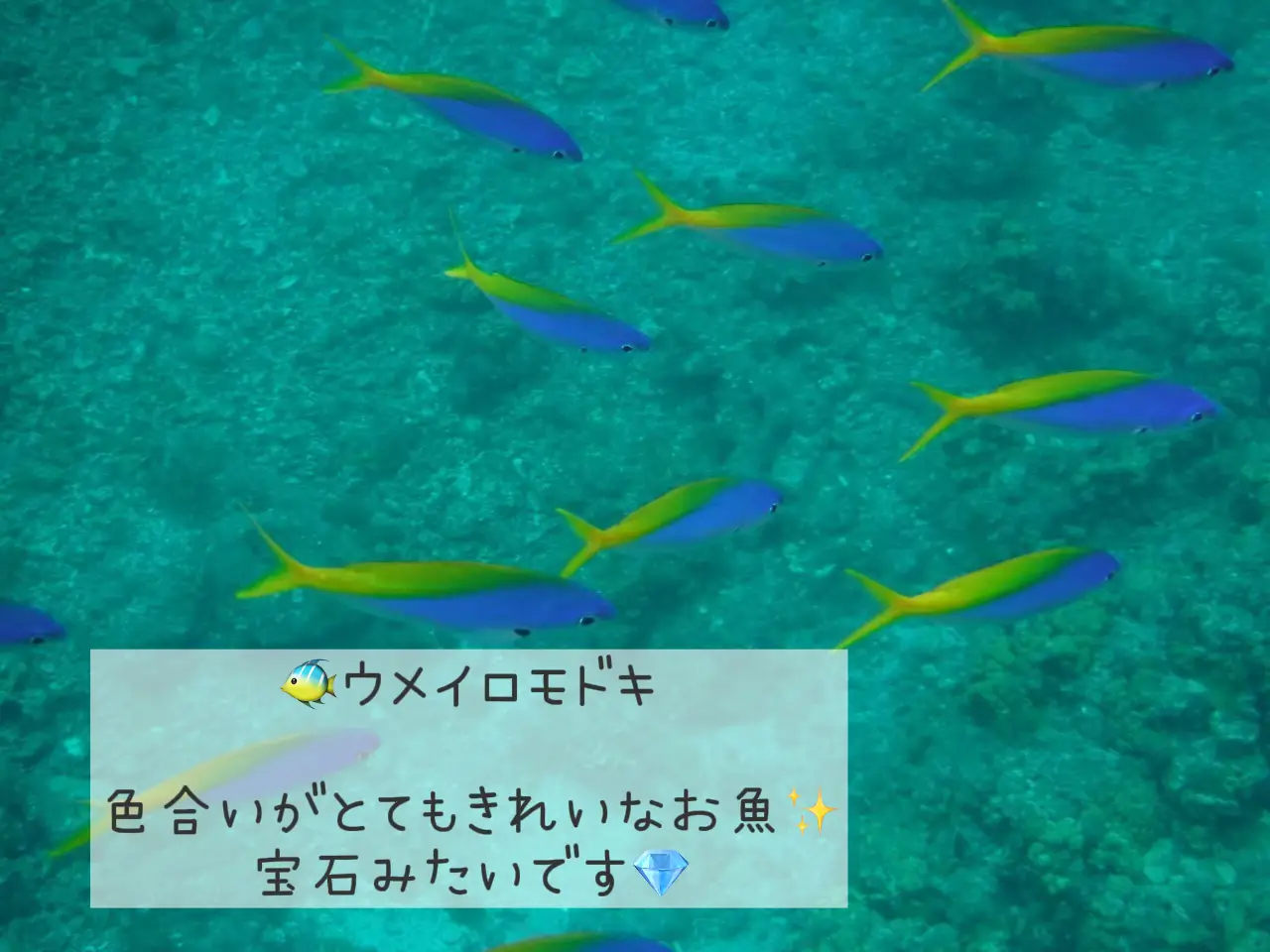 小笠原諸島で出会える海の生き物 三浦玲菜が投稿したフォトブック Lemon8