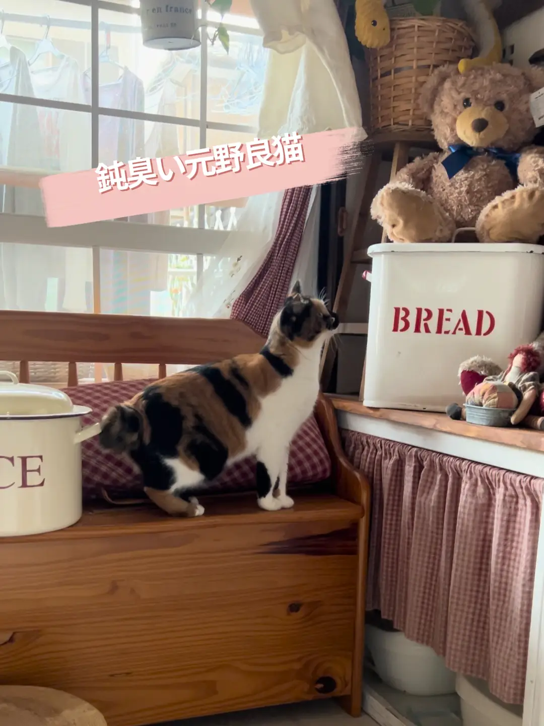 元野良猫 今日のももちゃん やっぱ ももちゃんはどんくさい ネコとしふぉんけーきが投稿した記事 Lemon8