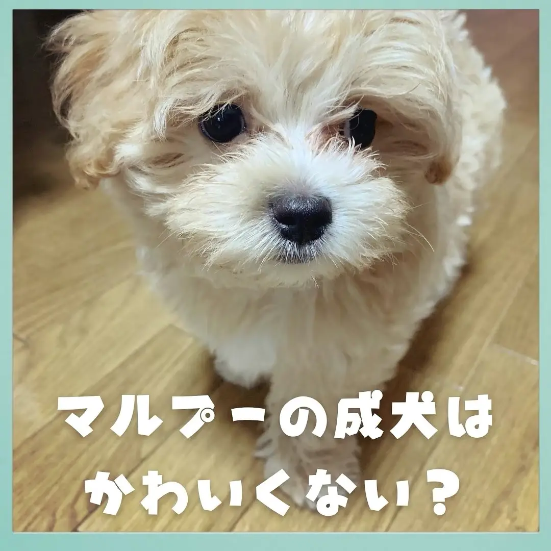 マルプーの成犬はかわいくないってほんと マルプーラテミルが投稿したフォトブック Lemon8