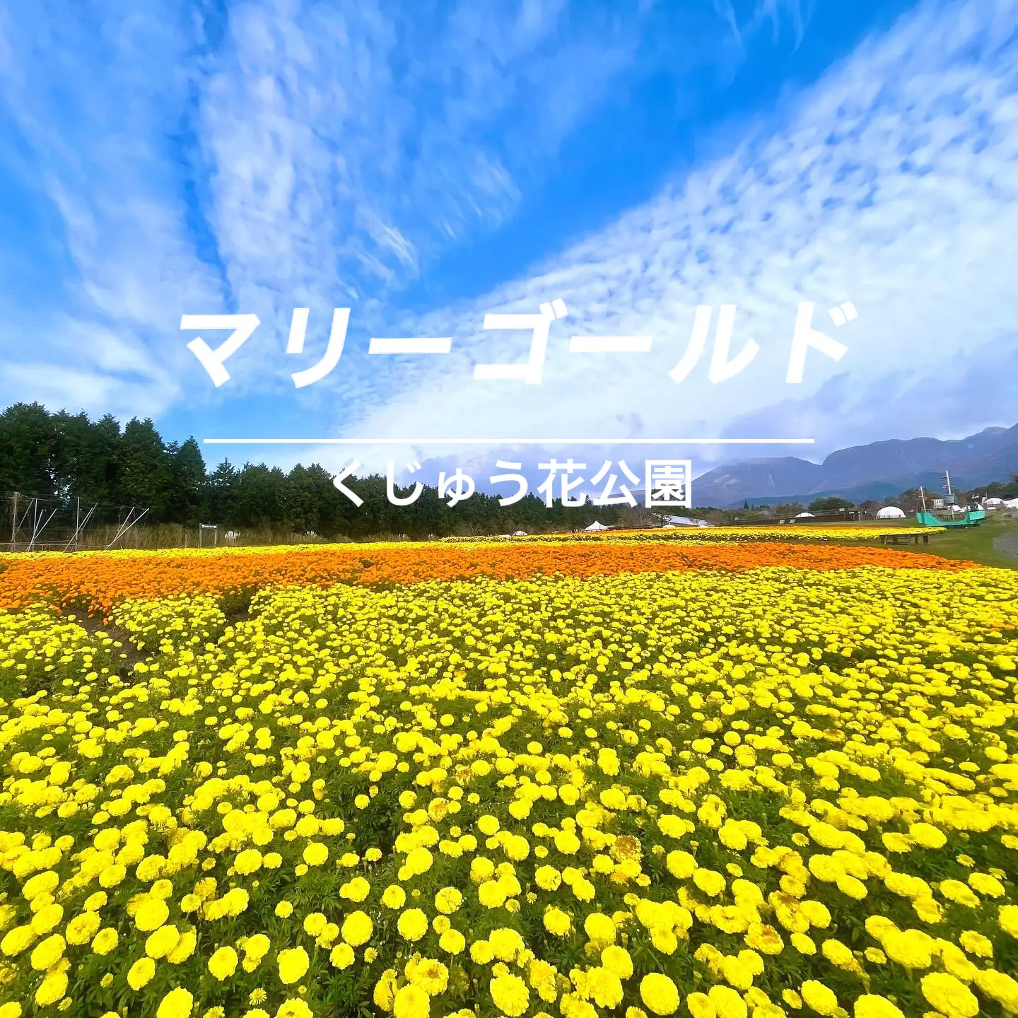 秋は一面のマリゴールドがお出迎え ひまわり が投稿したフォトブック Lemon8