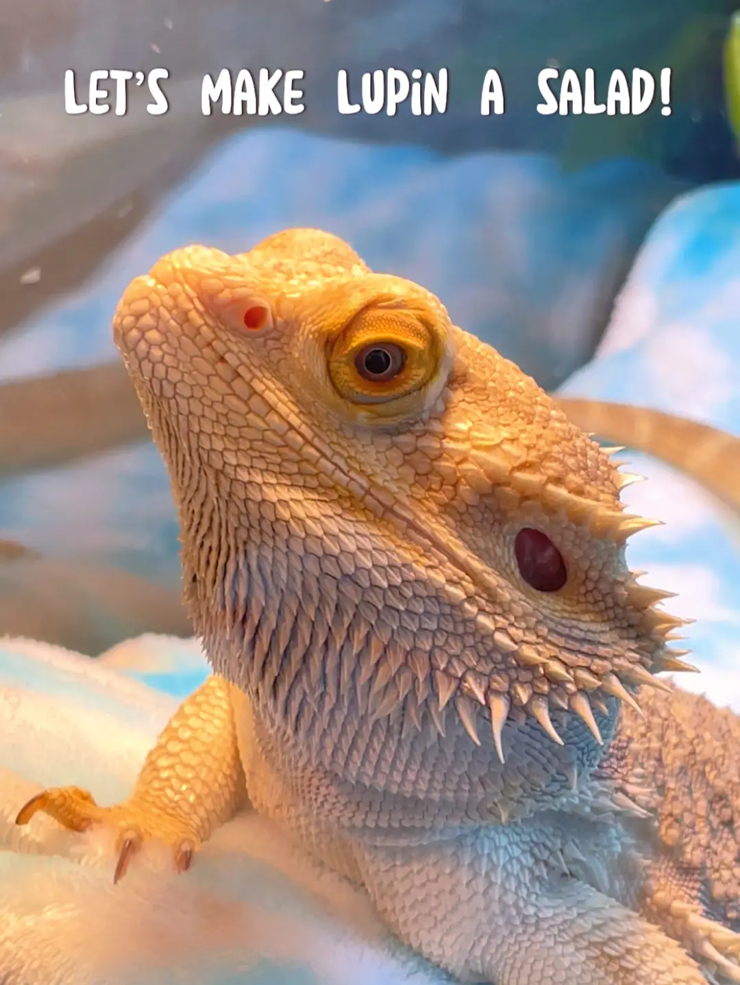 Bearded dragon hotsell salad dressing