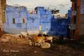 インドのブルーシティ、ジョードプル 〜青、青、青！〜の画像