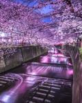 【東京のお花見といえばここ！】幻想的なライトアップが魅力の目黒川の桜並木|桜と川の流れを意識した1枚*･の画像