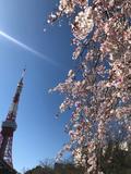東京のシンボル、東京タワーと増上寺と桜のコントラストで春を感じるの画像
