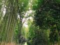観光客の多い京都で人が映り込まない写真を撮るコツ‼︎ in 竹林の小径|こんな感じです。の画像