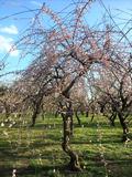 東京ドイツ村で芝桜＆茨城偕楽園で梅を鑑賞の画像